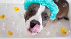 Aký šampón si vybrať pre psa